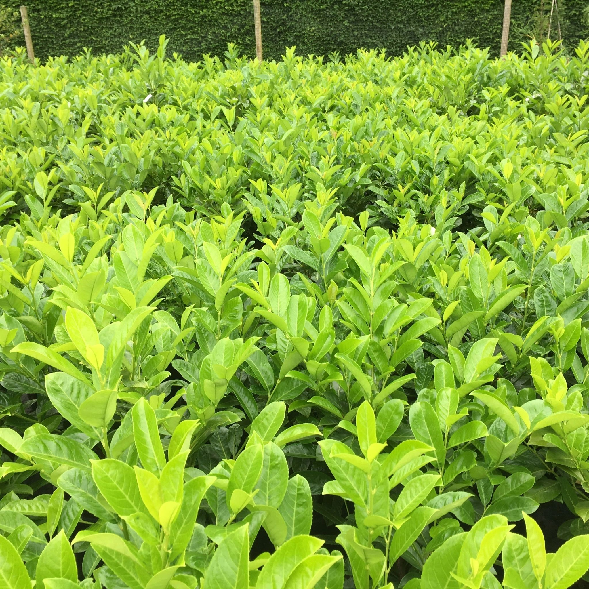 Cain Nursery