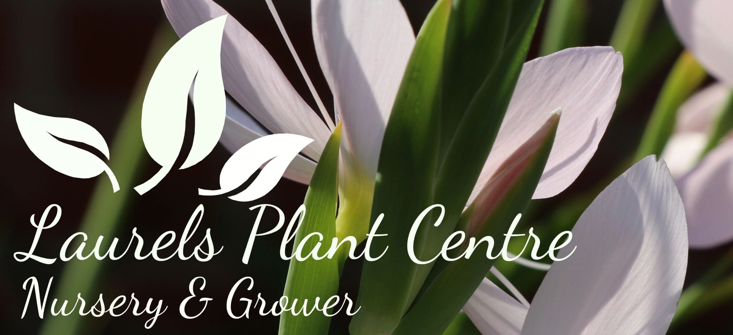 Laurels Plant Centre