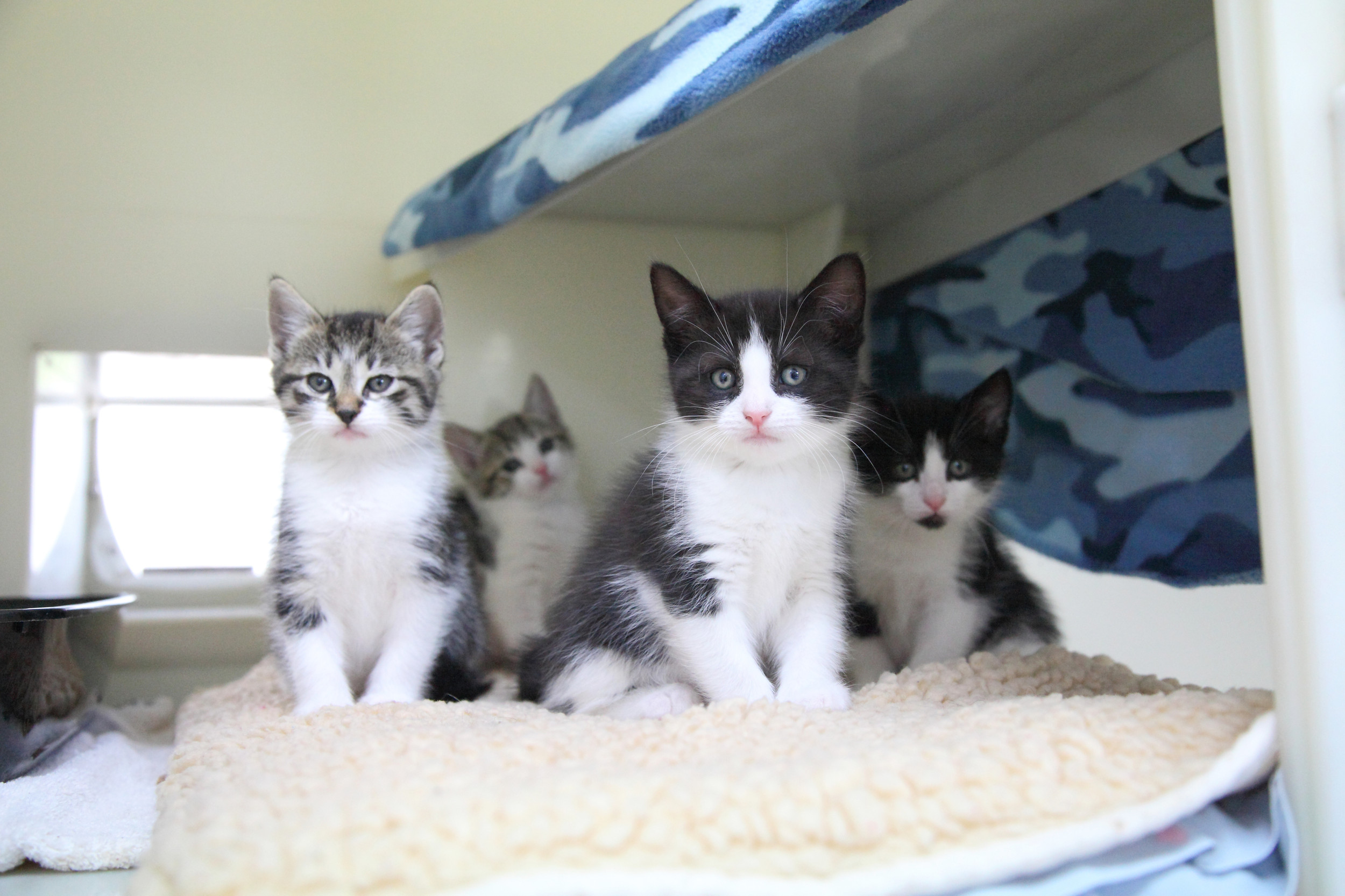 Bluebell Ridge (RSPCA) Cat Rehoming Centre