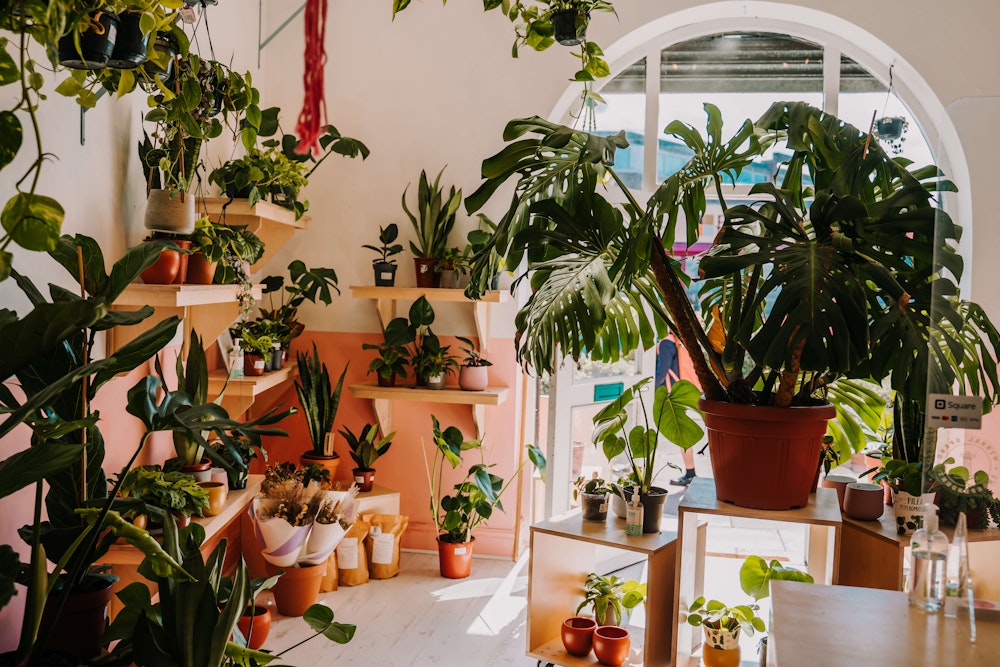 Root Houseplants