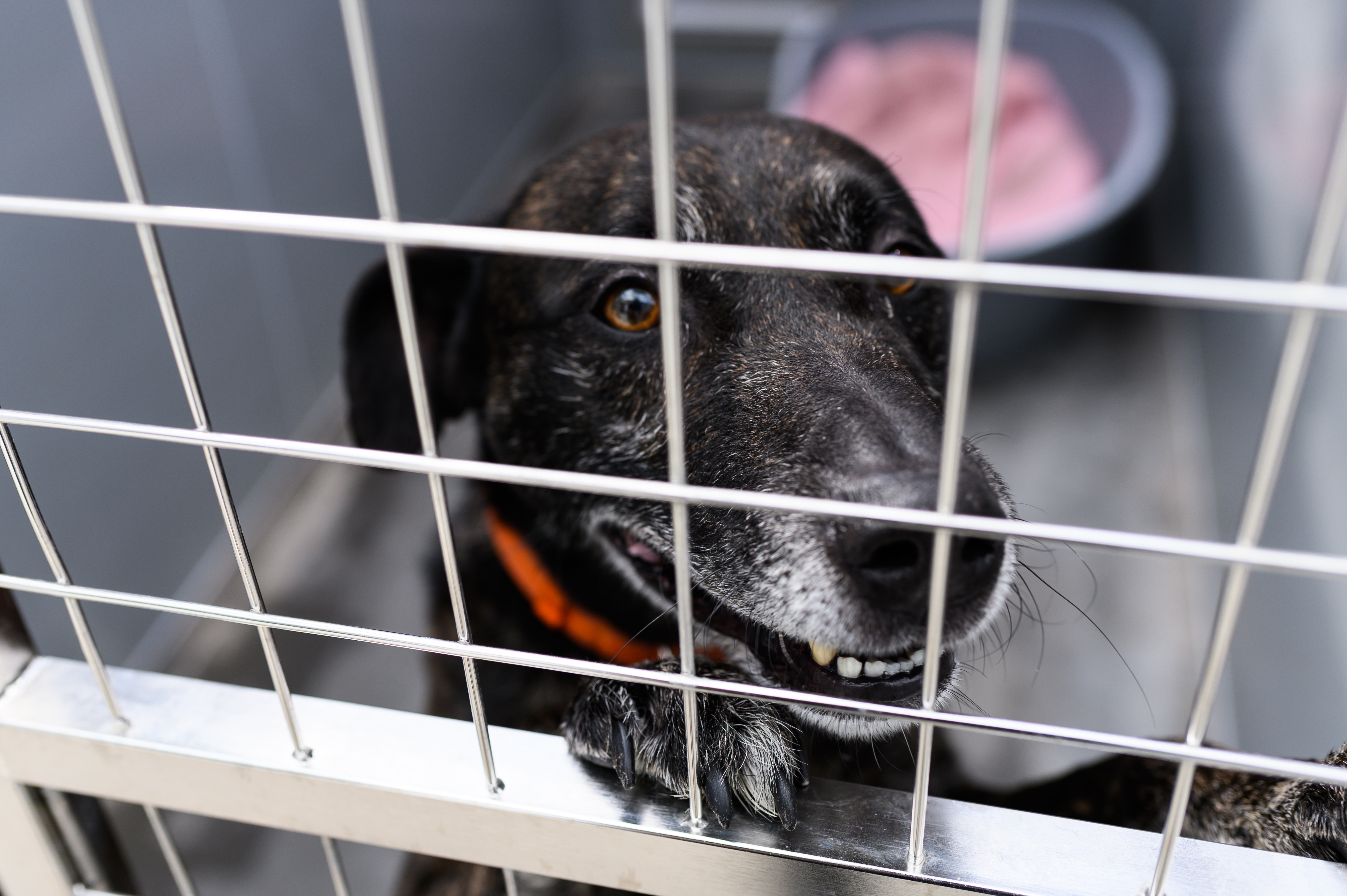 RSPCA Derby