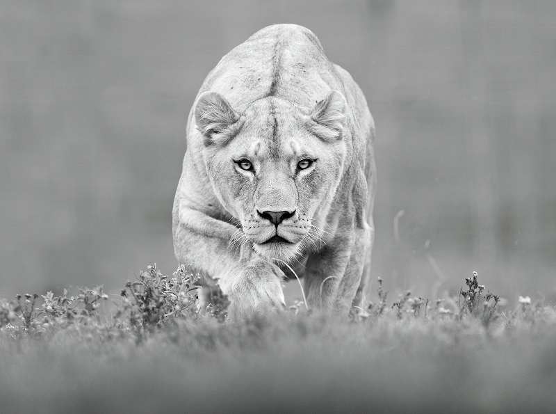 Lioness Consultants Ltd