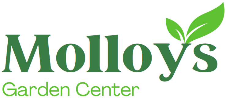 Molloys